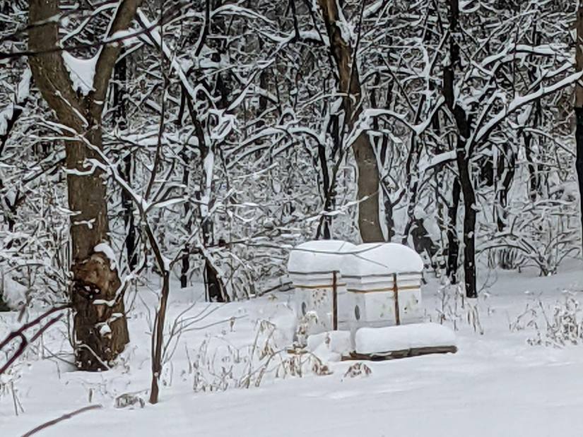 Beehives in the snow (photo from winter 2021).